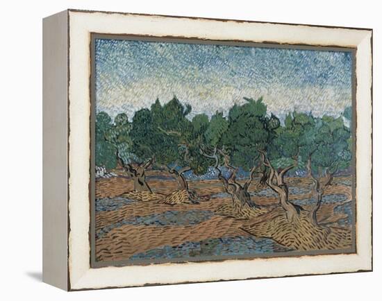 Olive Grove, 1889-Vincent van Gogh-Framed Premier Image Canvas