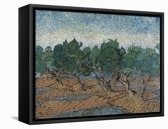 Olive Grove, 1889-Vincent van Gogh-Framed Premier Image Canvas