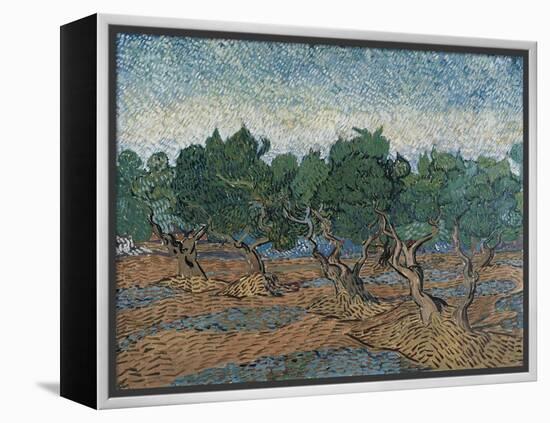 Olive Grove, 1889-Vincent van Gogh-Framed Premier Image Canvas