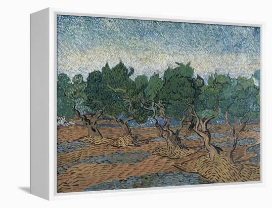 Olive Grove, 1889-Vincent van Gogh-Framed Premier Image Canvas