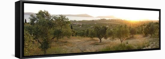 Olive Grove At Sunrise-Tony Craddock-Framed Premier Image Canvas