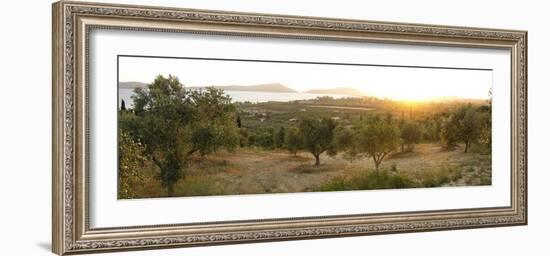 Olive Grove At Sunrise-Tony Craddock-Framed Photographic Print