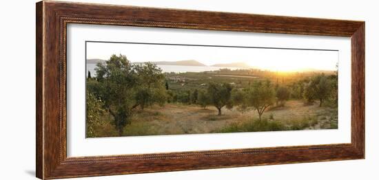 Olive Grove At Sunrise-Tony Craddock-Framed Photographic Print