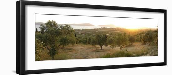 Olive Grove At Sunrise-Tony Craddock-Framed Photographic Print