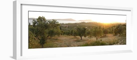 Olive Grove At Sunrise-Tony Craddock-Framed Photographic Print