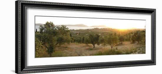 Olive Grove At Sunrise-Tony Craddock-Framed Photographic Print
