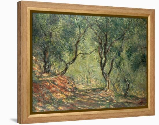 Olive Grove in the Moreno Garden, 1884-Claude Monet-Framed Premier Image Canvas