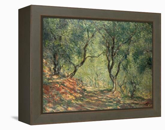 Olive Grove in the Moreno Garden, 1884-Claude Monet-Framed Premier Image Canvas