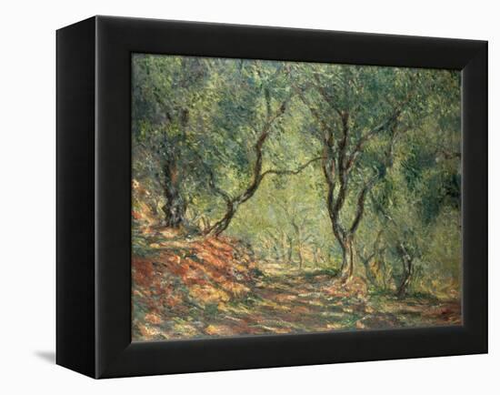 Olive Grove in the Moreno Garden, 1884-Claude Monet-Framed Premier Image Canvas