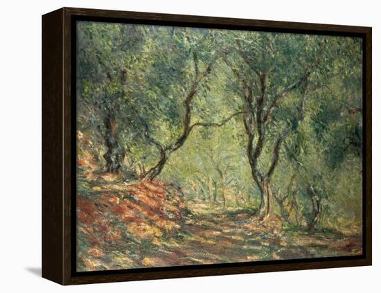 Olive Grove in the Moreno Garden, 1884-Claude Monet-Framed Premier Image Canvas