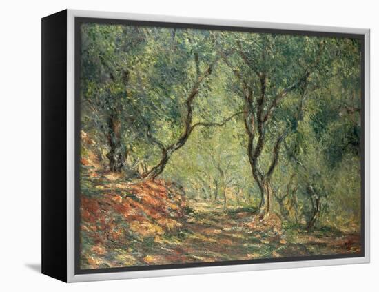 Olive Grove in the Moreno Garden, 1884-Claude Monet-Framed Premier Image Canvas