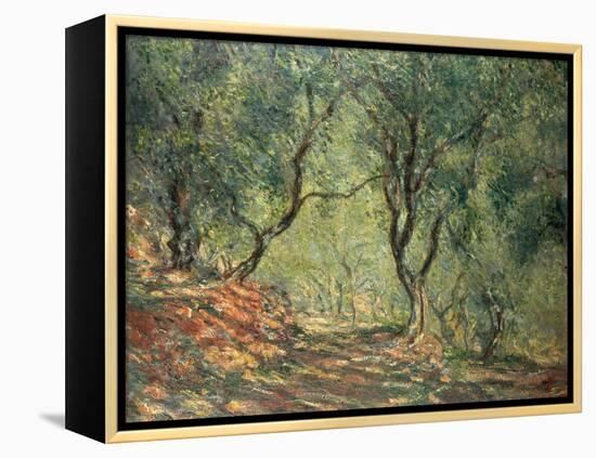 Olive Grove in the Moreno Garden, 1884-Claude Monet-Framed Premier Image Canvas