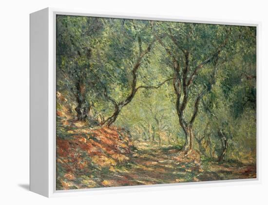 Olive Grove in the Moreno Garden, 1884-Claude Monet-Framed Premier Image Canvas