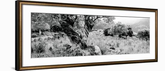 Olive Grove, Majorca, Balearic Islands, Spain-null-Framed Photographic Print