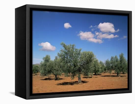 Olive Grove Near Ronda, Andalucia, Spain-Michael Busselle-Framed Premier Image Canvas