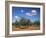 Olive Grove Near Ronda, Andalucia, Spain-Michael Busselle-Framed Photographic Print