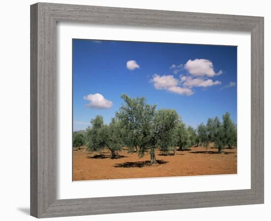 Olive Grove Near Ronda, Andalucia, Spain-Michael Busselle-Framed Photographic Print