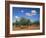 Olive Grove Near Ronda, Andalucia, Spain-Michael Busselle-Framed Photographic Print