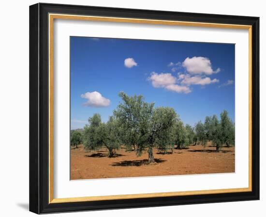 Olive Grove Near Ronda, Andalucia, Spain-Michael Busselle-Framed Photographic Print