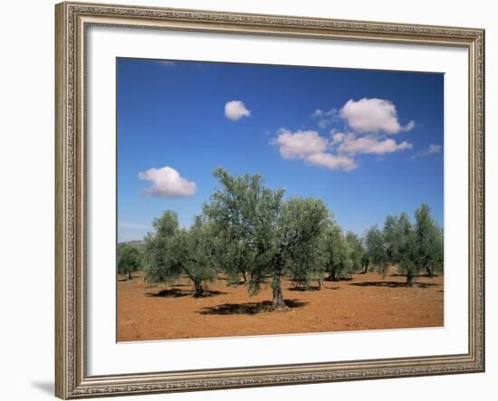 Olive Grove Near Ronda, Andalucia, Spain-Michael Busselle-Framed Photographic Print