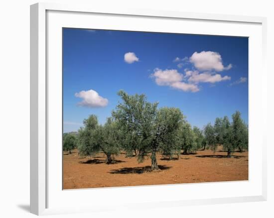 Olive Grove Near Ronda, Andalucia, Spain-Michael Busselle-Framed Photographic Print