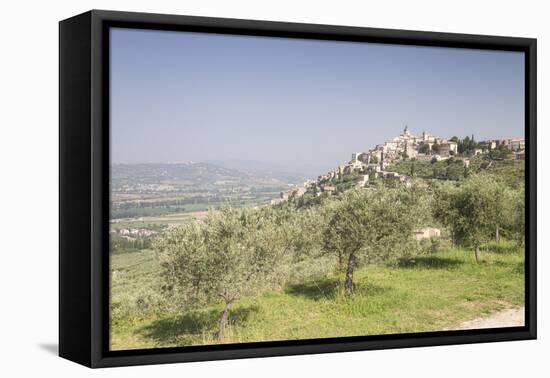 Olive grove near to Trevi in the Val di Spoleto, Umbria, Italy, Europe-Julian Elliott-Framed Premier Image Canvas