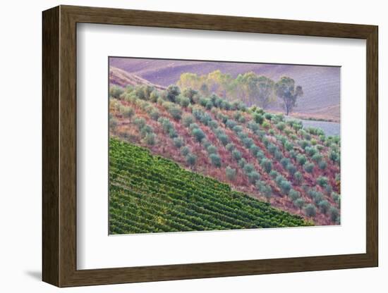 Olive Grove on the Rolling Hills of Tuscany-Terry Eggers-Framed Photographic Print