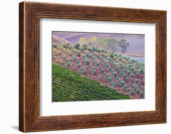 Olive Grove on the Rolling Hills of Tuscany-Terry Eggers-Framed Photographic Print