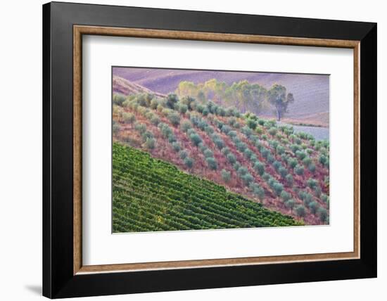 Olive Grove on the Rolling Hills of Tuscany-Terry Eggers-Framed Photographic Print