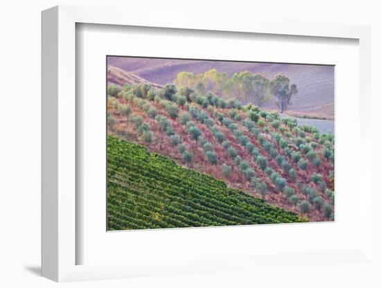 Olive Grove on the Rolling Hills of Tuscany-Terry Eggers-Framed Photographic Print