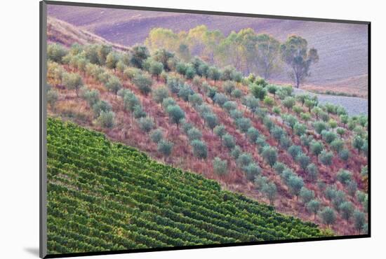 Olive Grove on the Rolling Hills of Tuscany-Terry Eggers-Mounted Photographic Print