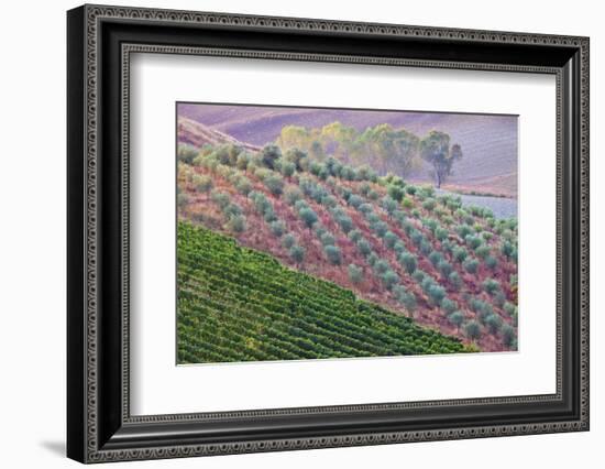 Olive Grove on the Rolling Hills of Tuscany-Terry Eggers-Framed Photographic Print