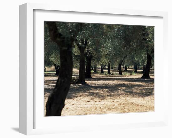 Olive Grove, Puglia, Italy, Europe-Oliviero Olivieri-Framed Photographic Print