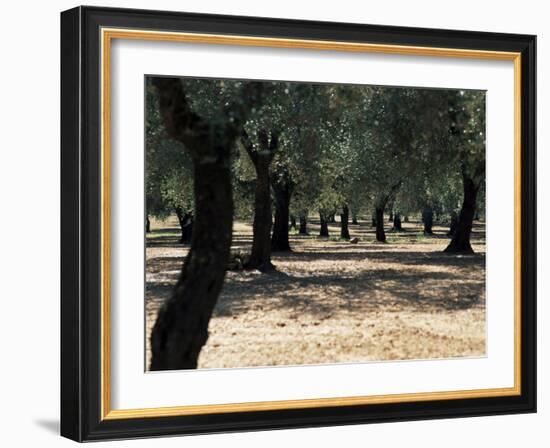 Olive Grove, Puglia, Italy, Europe-Oliviero Olivieri-Framed Photographic Print