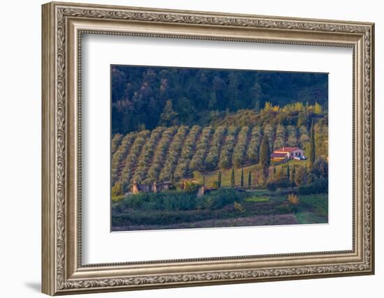 Olive Grove. Tuscany, Italy-Tom Norring-Framed Photographic Print