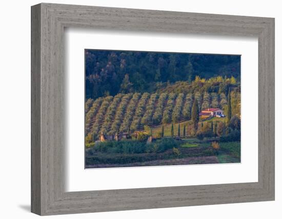 Olive Grove. Tuscany, Italy-Tom Norring-Framed Photographic Print