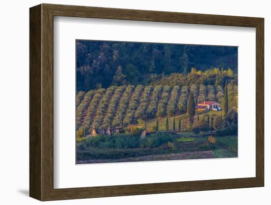 Olive Grove. Tuscany, Italy-Tom Norring-Framed Photographic Print