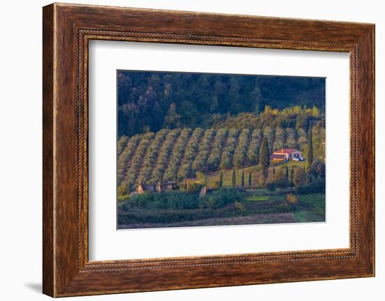 Olive Grove. Tuscany, Italy-Tom Norring-Framed Photographic Print