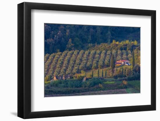 Olive Grove. Tuscany, Italy-Tom Norring-Framed Photographic Print