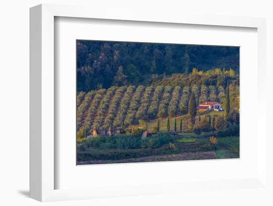 Olive Grove. Tuscany, Italy-Tom Norring-Framed Photographic Print