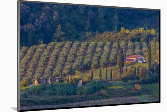 Olive Grove. Tuscany, Italy-Tom Norring-Mounted Photographic Print