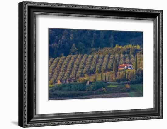 Olive Grove. Tuscany, Italy-Tom Norring-Framed Photographic Print