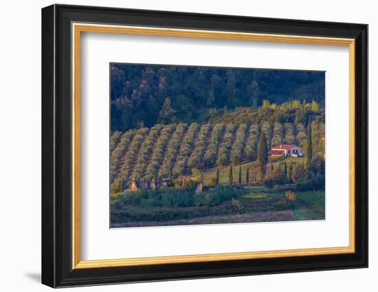 Olive Grove. Tuscany, Italy-Tom Norring-Framed Photographic Print