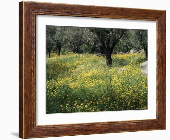 Olive Grove with Wild Flowers, Lesbos, Greece-Roy Rainford-Framed Photographic Print