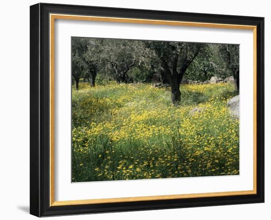 Olive Grove with Wild Flowers, Lesbos, Greece-Roy Rainford-Framed Photographic Print