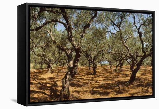 Olive Grove, Zante, Greece-David Parker-Framed Premier Image Canvas