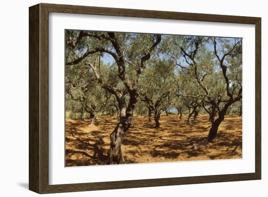 Olive Grove, Zante, Greece-David Parker-Framed Photographic Print