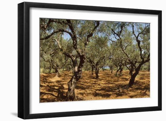 Olive Grove, Zante, Greece-David Parker-Framed Photographic Print