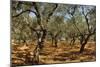 Olive Grove, Zante, Greece-David Parker-Mounted Photographic Print