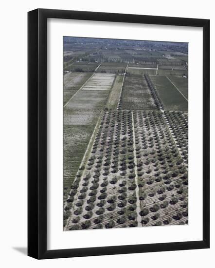 Olive Groves and Vineyards, Mendoza, Argentina-null-Framed Photographic Print